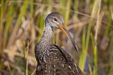 Limpkin up close face detail