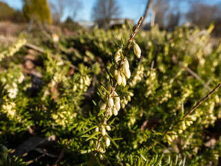 Macro of the spreading, evergreen dwarf shrub - the winter heather or snow heath (Erica carnea) 'Ice Princess' with profuse, urn-shaped, pure white flower buds in long racemes