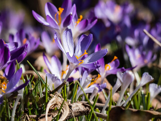Beautiful macro shot of violet spring crocuses (Crocus vernus) flowering with visible orange pollen in early spring