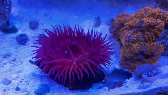Erdbeeranemone im Meerwasseraquarium.