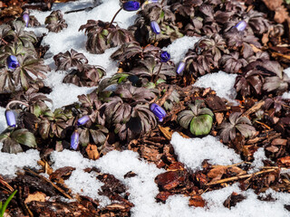 Close-up of the daisy-like flower the Balkan anemone, Grecian windflower or winter windflower (Anemone blanda or Anemonoides blanda) 'Enen' blooming in covered by snow