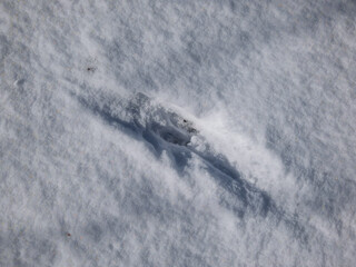 Close-up of a single footprint of roe deer (Capreolus capreolus) on the ground covered with soft snow in winter