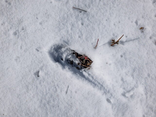 Close-up of a single footprint of roe deer (Capreolus capreolus) on the ground covered with soft snow in winter
