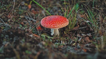 Fly Agaric Amanita Muscaria Toadstood Mushroom with Red Cap and White Warts