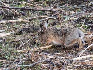 Close-up of the European hare or brown hare (Lepus europaeus) in the fields