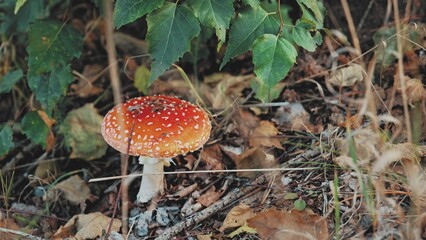 Fly Agaric Amanita Muscaria Toadstood Mushroom with Red Cap and White Warts