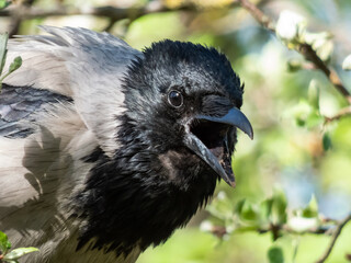 Beautiful close-up shot of the hooded crow (Corvus cornix) sitting on a tree branch among green leaves with blue sky in the bacground