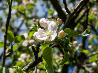 White and pink buds and blossoms of apple tree flowering in on orchard in spring. Branches full with flowers with open petals in sunlight