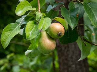 Close-up of pears growing and maturing in pear tree among green leaves in summer in an orchard