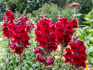 Close-up shot of the snapdragon (Antirrhinum majus) Rocket flame flowering with dark red flowers in the garden