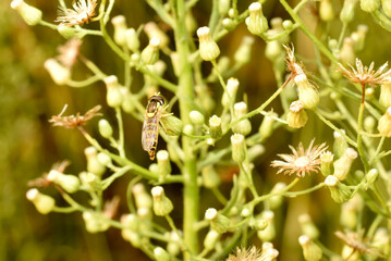 A hoverfly fly, an insect similar to a wasp, sits on a flower.