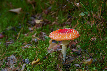 Muchomory czerwone stanowią ozdobę polskich lasów. Białe kropeczki na czerwono pomarańczowym tle.