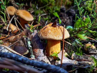 Macro of the velvet bolete or variegated bolete (Suillus variegatus) growing in the moss in the forest