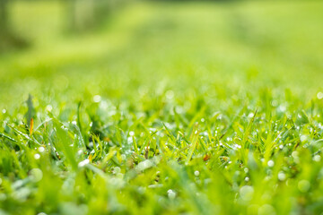 Nature photography, close up grass details, macro with background bokeh.
