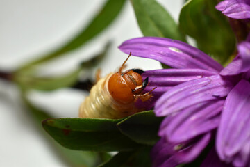 May beetle larva sits on a flower.