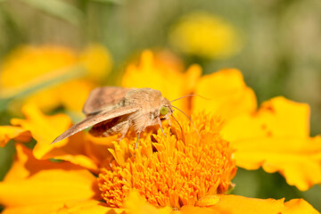 Butterfly hawk moth with a long proboscis.