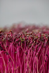 Red microgreen closeup on a blurred background