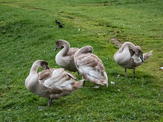 Group of beautiful young mute swans or cygnets (cygnus olor) with grey feathers changing to white plumage in summer