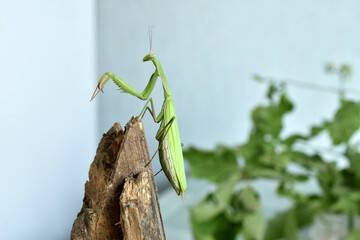 The green praying mantis raised its front paws.