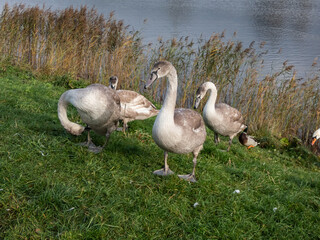 Group of beautiful young mute swans or cygnets (cygnus olor) with grey feathers changing to white plumage in summer