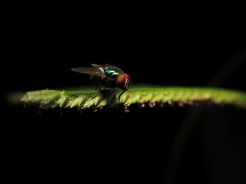 The common green bottle fly (Lucilia sericata) is a green fly