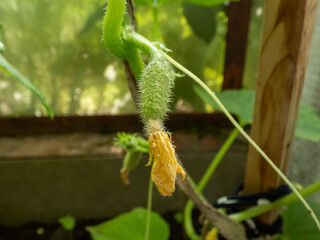 Close-up shot of tiny green cucumber forming and maturing from a yellow flower on a green cucumber plant (Cucumis sativus) in a green house in summer