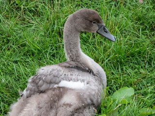 Close-up portrait of beautiful young mute swan or cygnet (cygnus olor) with grey feathers