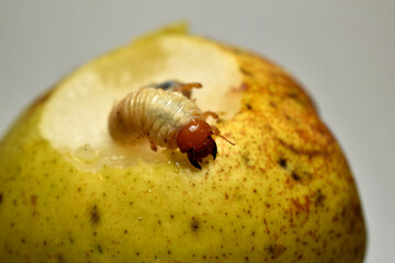 May beetle larva sits on a pear tree.