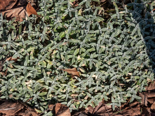 The boreal chickweed (Cerastium biebersteinii) in early spring with flat, linear prolonget, acute leaves as ground cover
