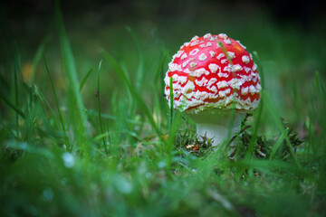 on a meadow stands a bright red toadstool.