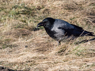 The hooded crow (Corvus cornix) eating its prey in dry grass. Bird tearing a small mammal in pieces and eating it
