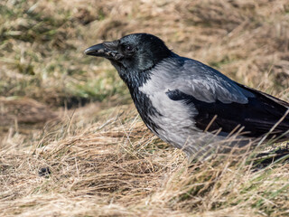 The hooded crow (Corvus cornix) eating its prey in dry grass. Bird tearing a small mammal in pieces and eating it