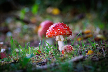 on a meadow stands a bright red toadstool.