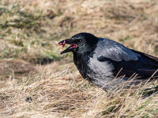 The hooded crow (Corvus cornix) eating its prey in dry grass. Bird tearing a small mammal in pieces and eating it