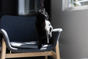 Black domestic cat on a chair