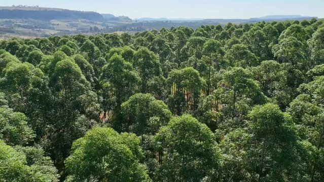 Eucalyptus Trees At Sorriso Mato Grosso Brazil. Farmland Vastness Outdoor. Countryside Of Farmland Mountains. Cinematography Countryside Aerials.