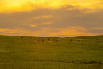 Fototapeta premium Sunset in the Pampa Biome in South America and cattle grazing.