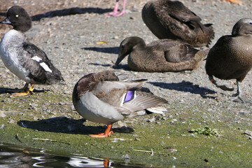 Mallard Ducks Geese and other Wildfowl in park in UK