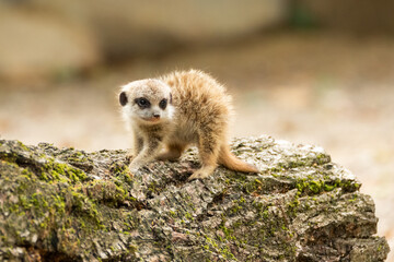 Young meerkat on a fallen tree, Suricata suricatta in natural habitat