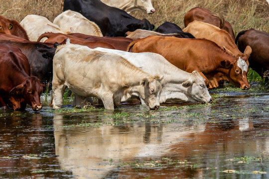 Mixed mob of cattle drinking at a dam.