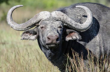 Dirty wild bull of the African buffalo looks irritably in the direction of the threat.
