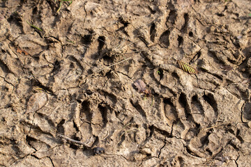 Many goat tracks on the ground