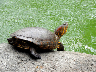 Tortuga
