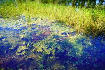 A beautiful clear blue community pond or lake