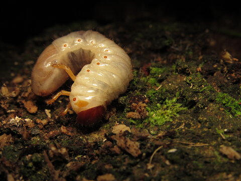 Beetle larva (Diloboderus abderus) is a species of beetle, one of the rhinoceros beetles.
