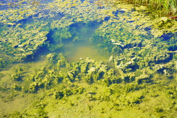 A beautiful clear blue community pond or lake