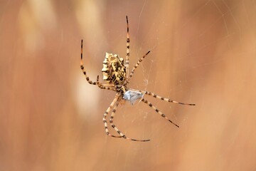 araña tigre