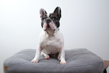 A black and white French bulldog