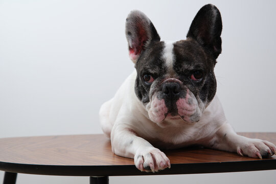 A black and white French bulldog