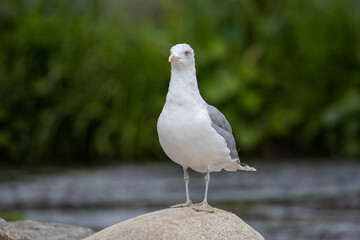 seagull on the beach